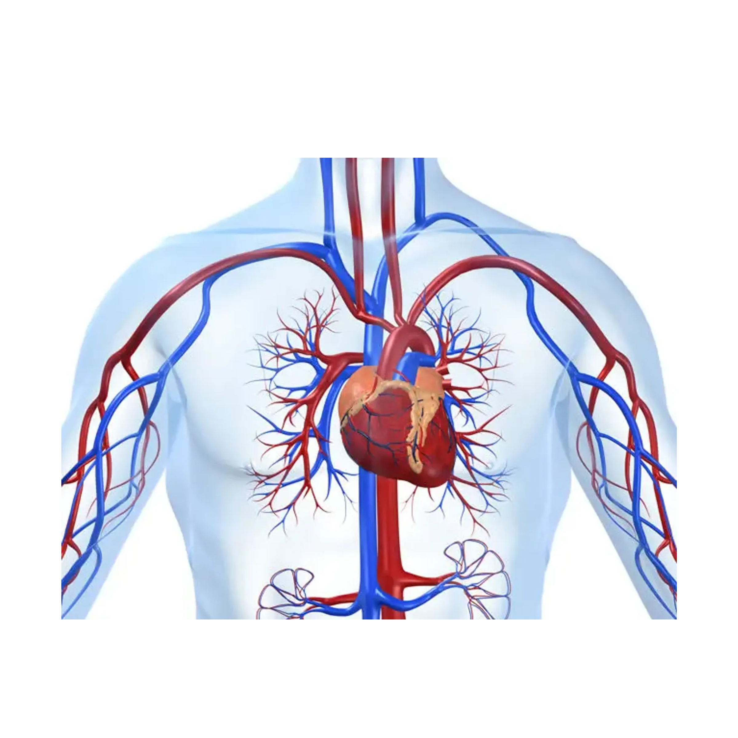 Angiography & Angioplasty